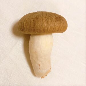 daikoku-mushroom-01