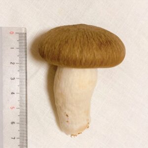 daikoku-mushroom-3
